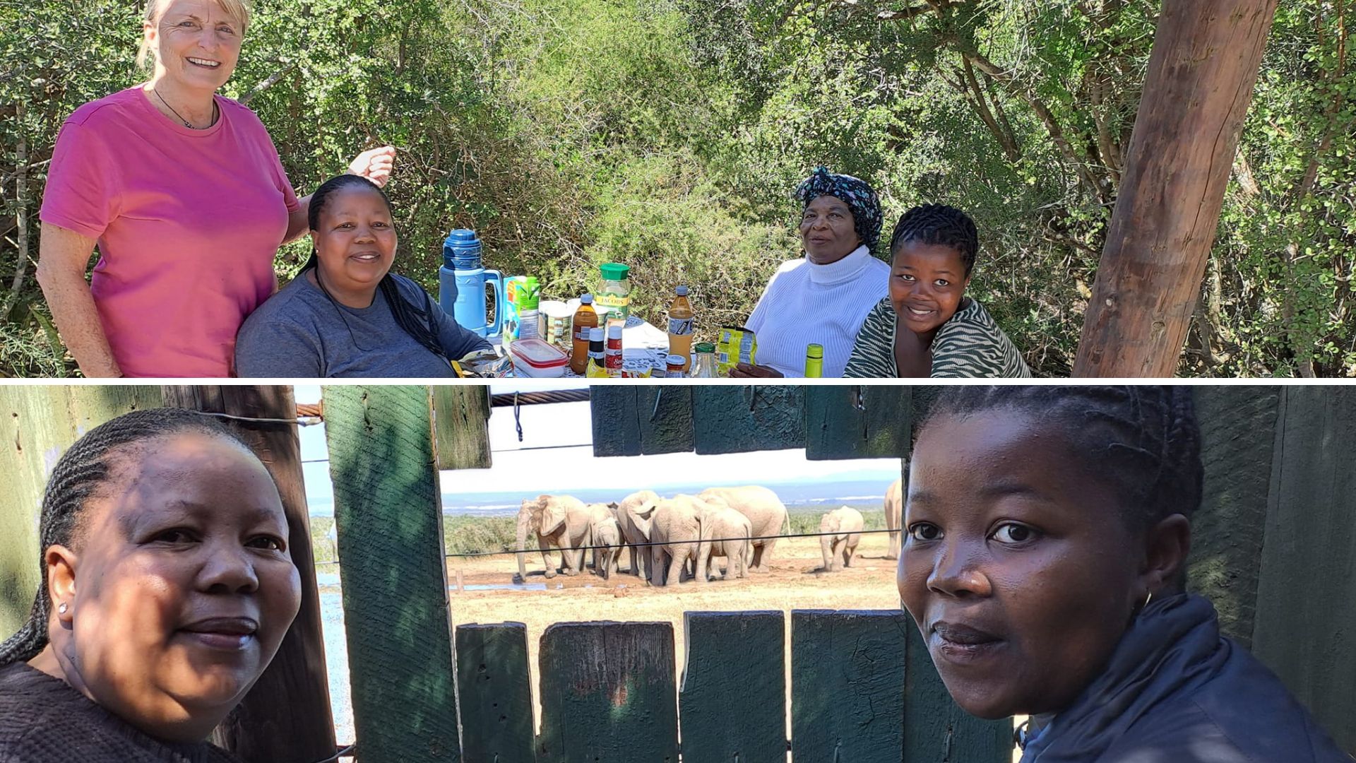 Elephants