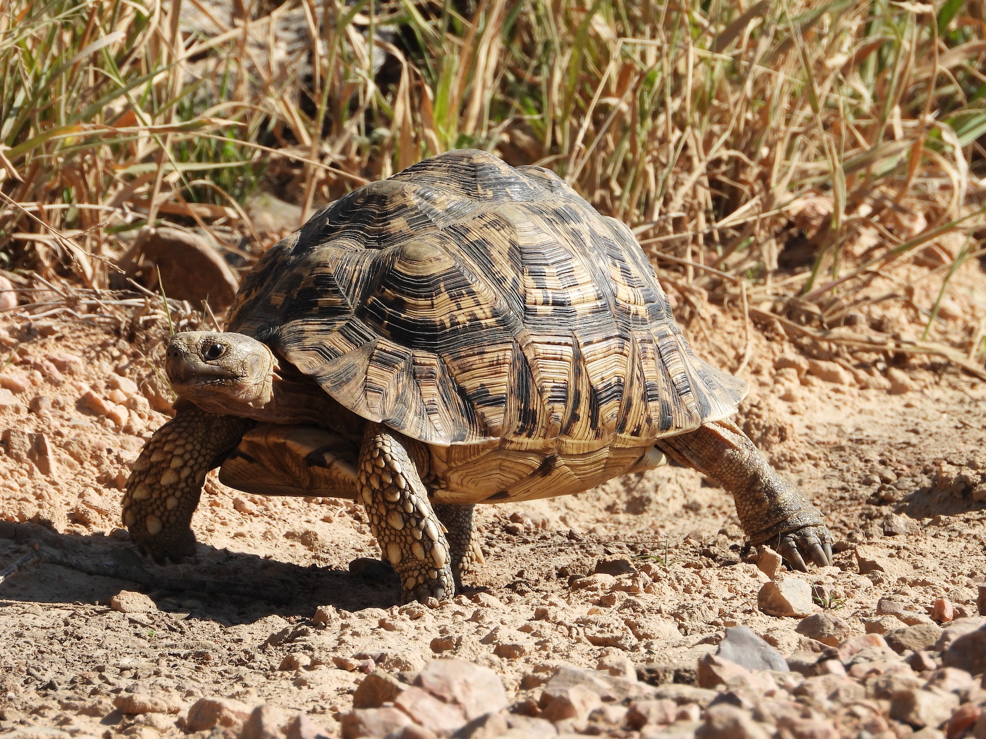 Tortoises Limpopo