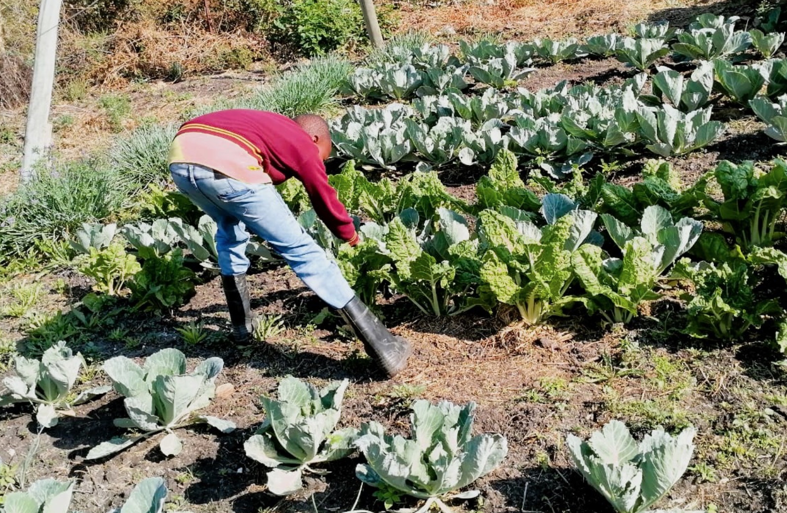 School Food Gardens