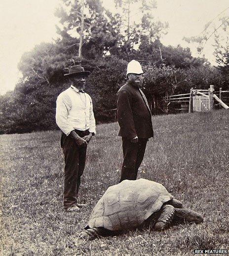 St Helena's Living Legend, Jonathan the Giant Tortoise, Defies Time at 191!