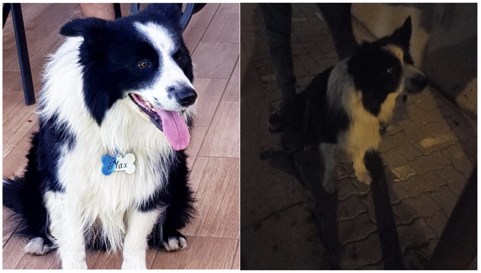 Social Media Miracle: Stolen Border Collie Max Rescued After Hijacking!