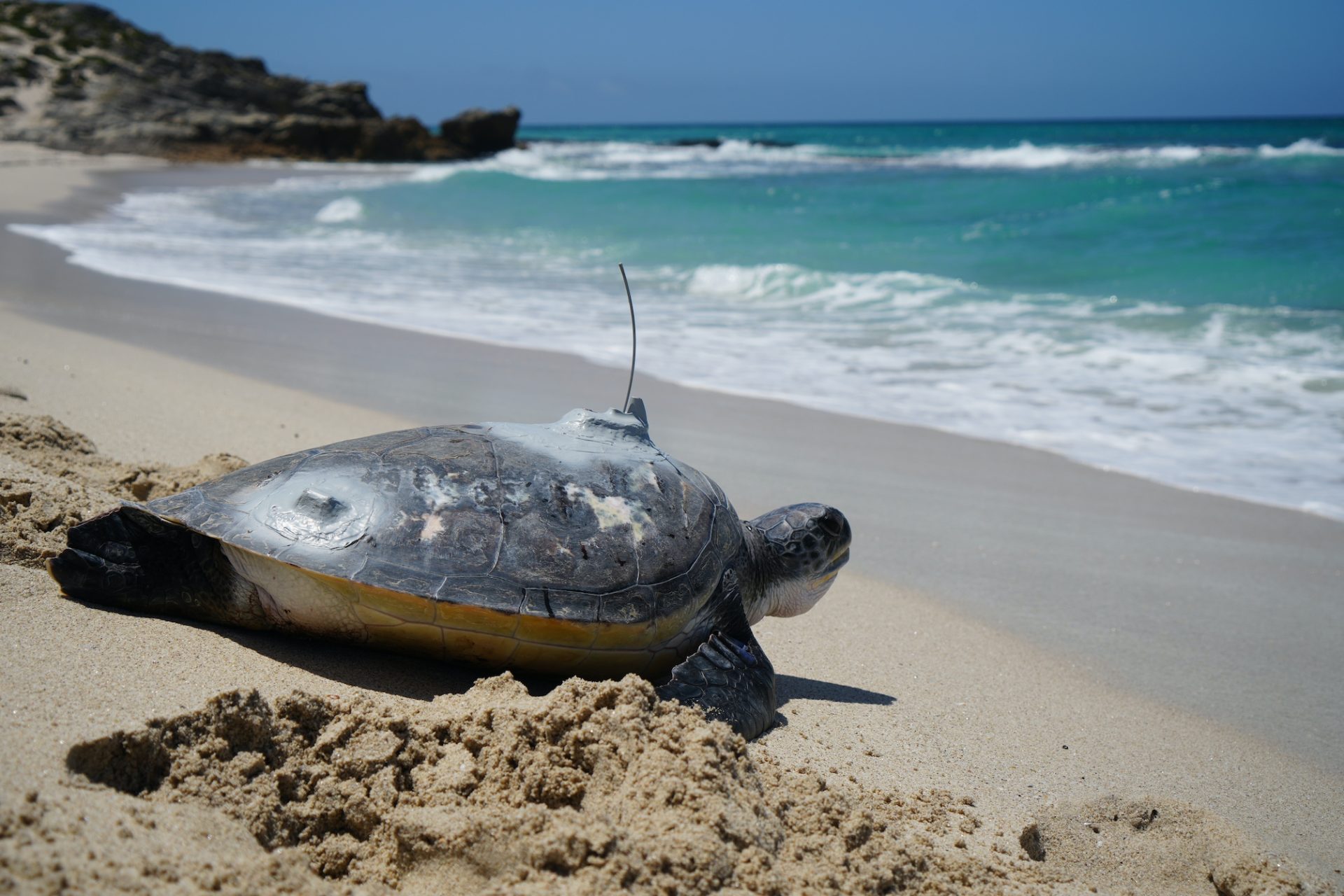 Two Oceans Aquarium Foundation Release Bheni the Green Turtle