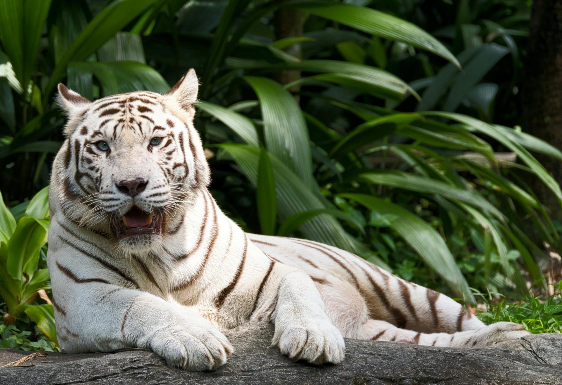 Watch: Boksburg Tigers Roar to Freedom: End of Captivity Era!