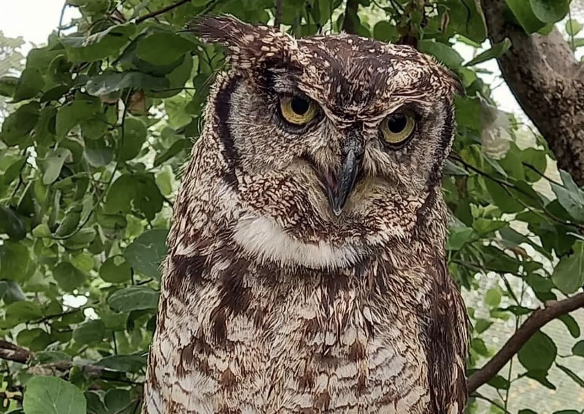 Zack the Spotted Eagle Owl's Story Will Fly On Forever