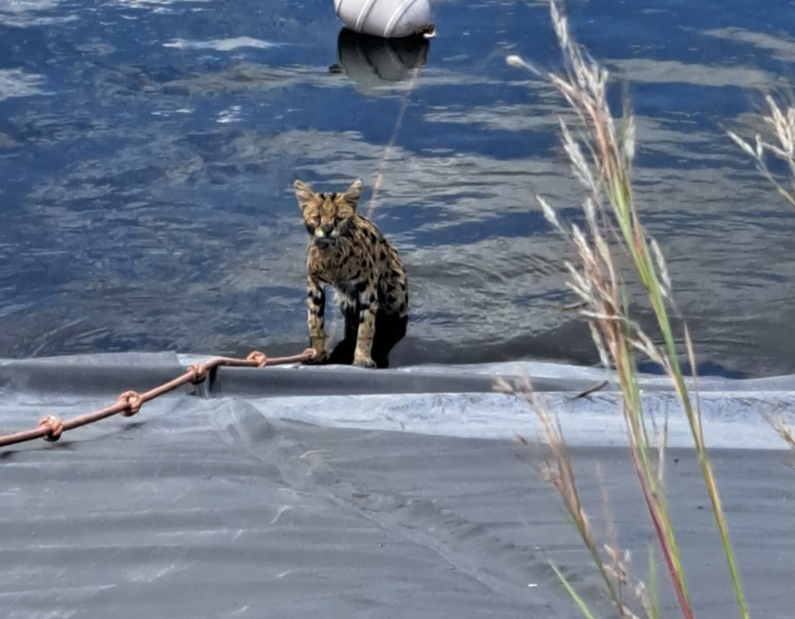 Serval