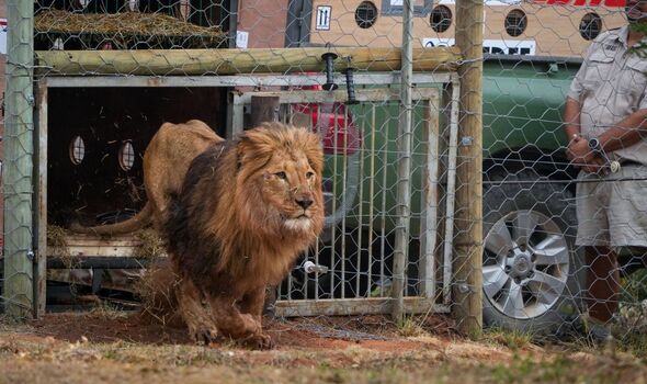 Watch: War-torn Lions Find Freedom in Eastern Cape Sanctuary!