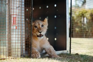 From Chains to Freedom: Lion Cub Rescued from Pet Trade Finds Sanctuary