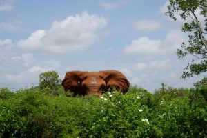Kruger Natural Heritage
