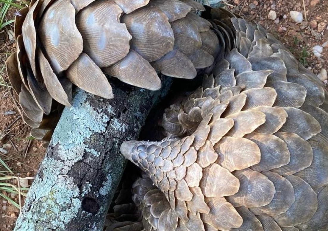 Pangolin