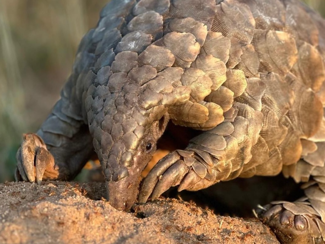 Pangolin Rescued