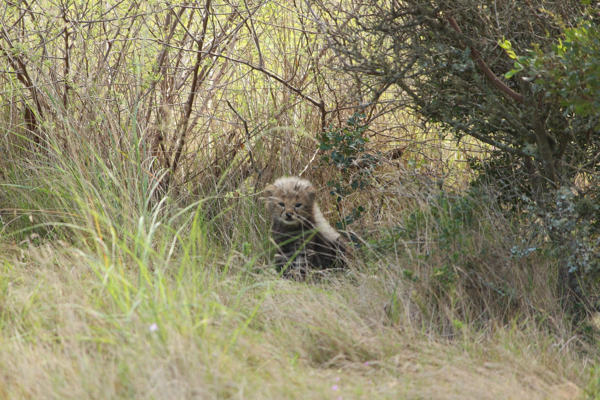 Cheetah