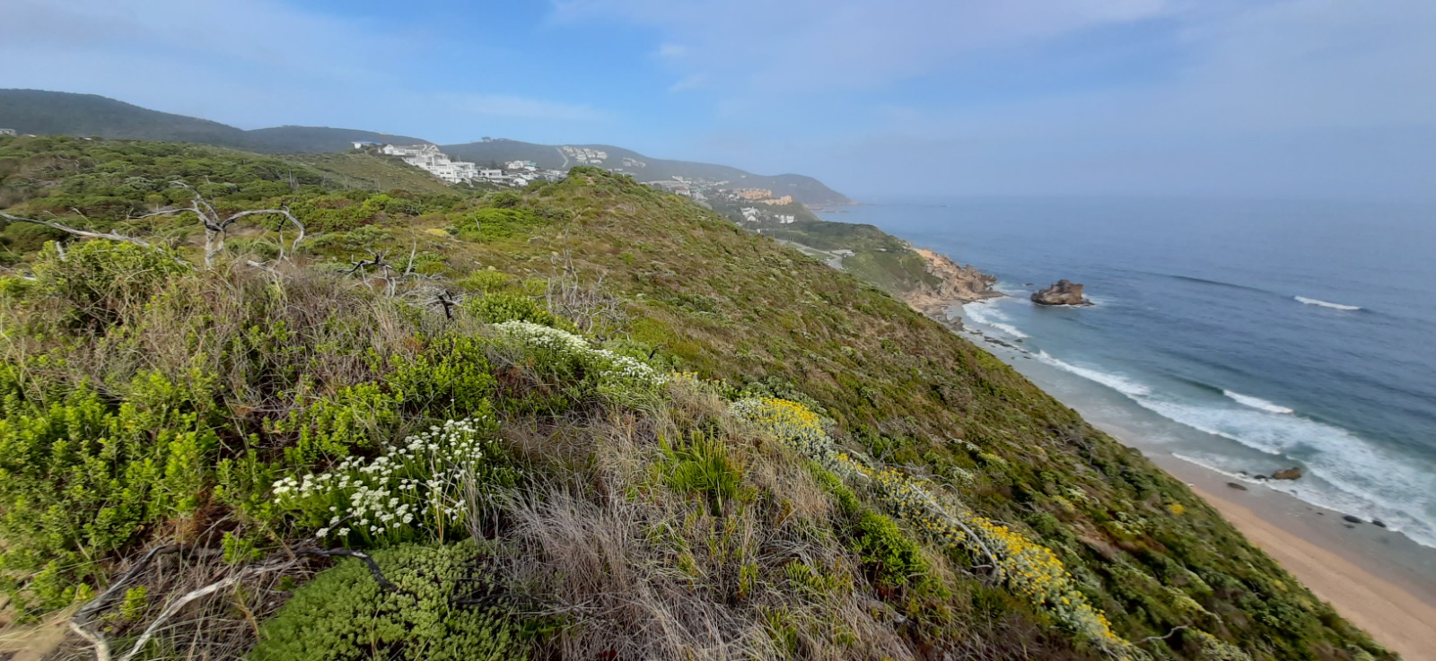 Knysna Sand fynbos