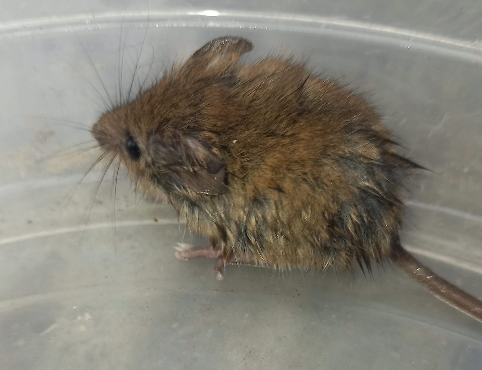 Andre Braves the Icy Rain to Rescue Wildlife in Distress