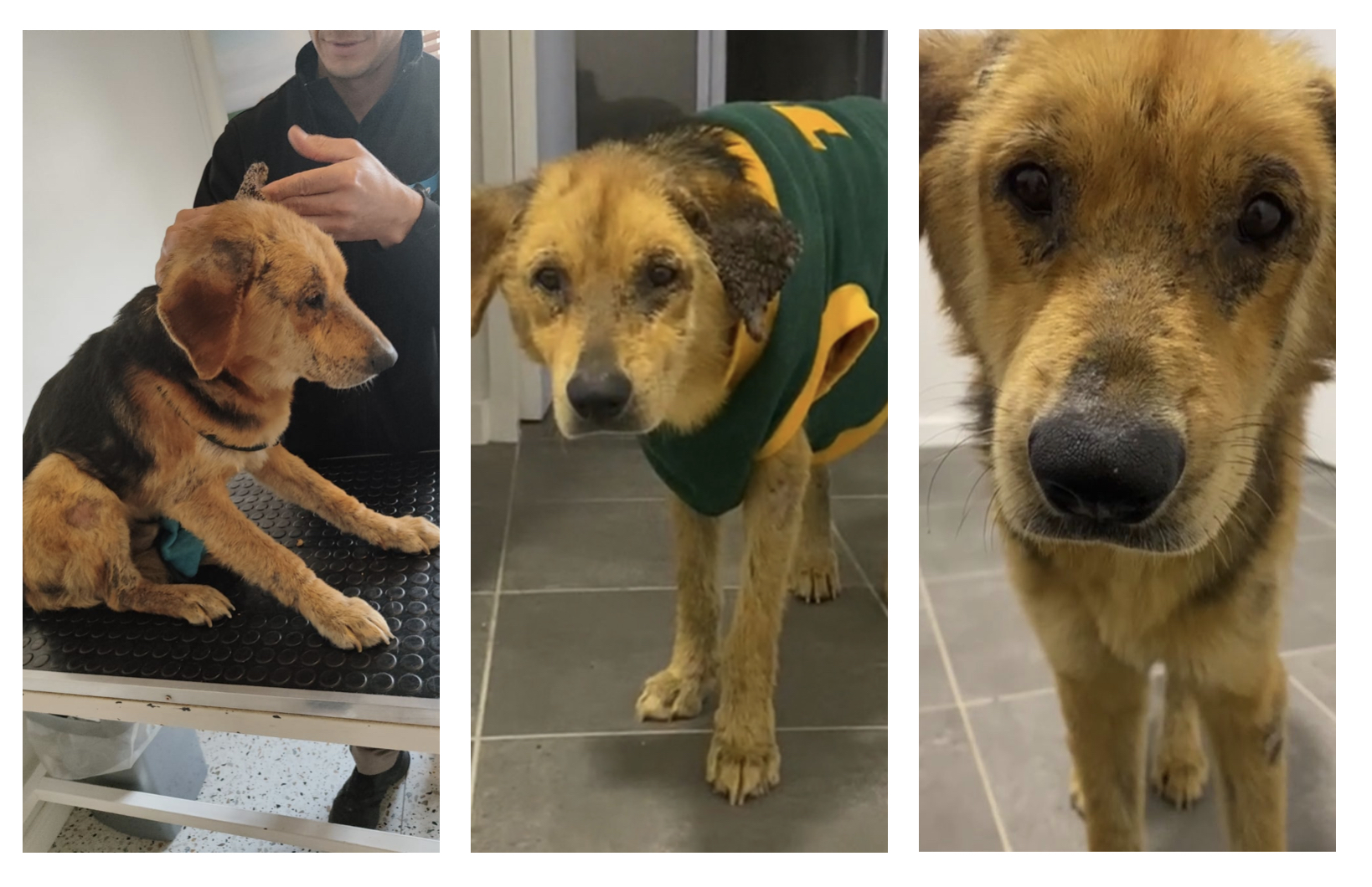 South Africans Rally to Find Missing Foster Pup Teddy in Epic 5-Day Search
