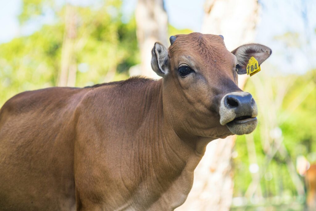 Hindu Devotees to Nurture Sacred Cows at New Sanctuary in Durban