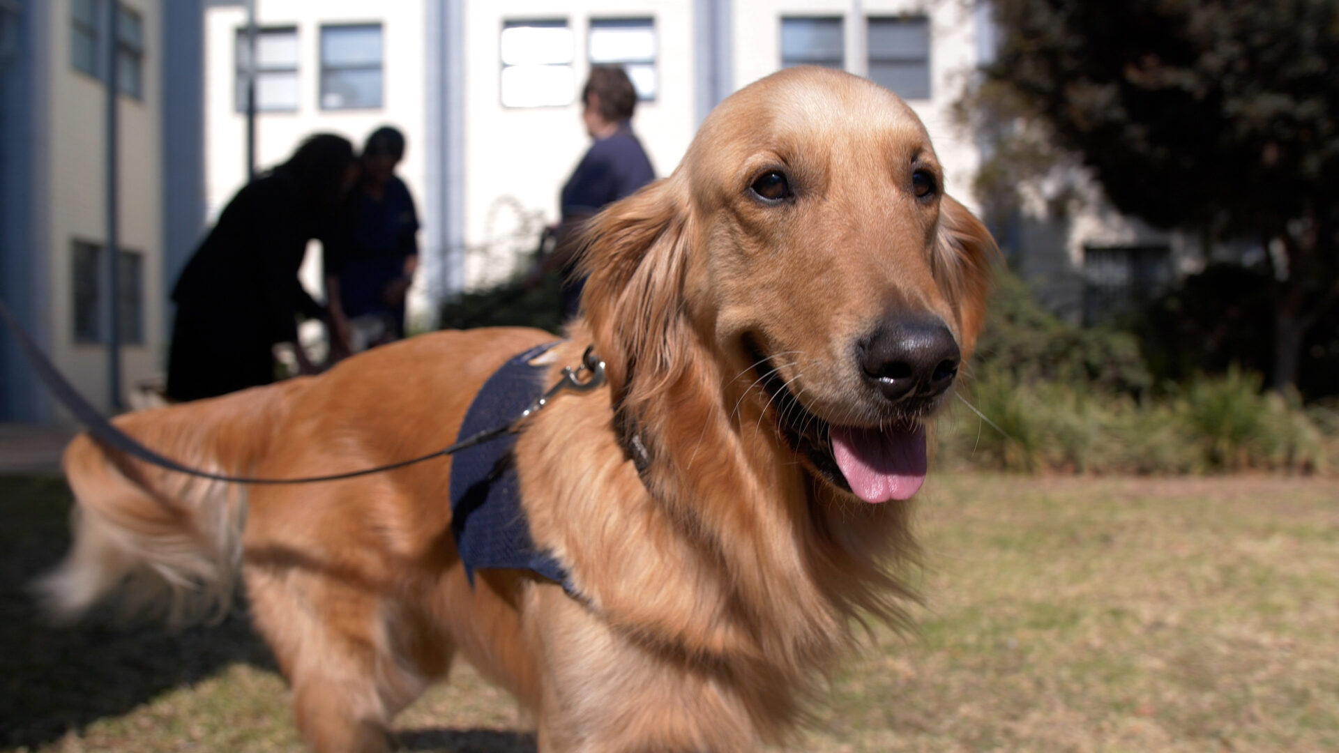 Cancer Patients Find Unexpected Comfort: How Therapy Dogs Are Changing Lives
