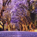 Jacarandas