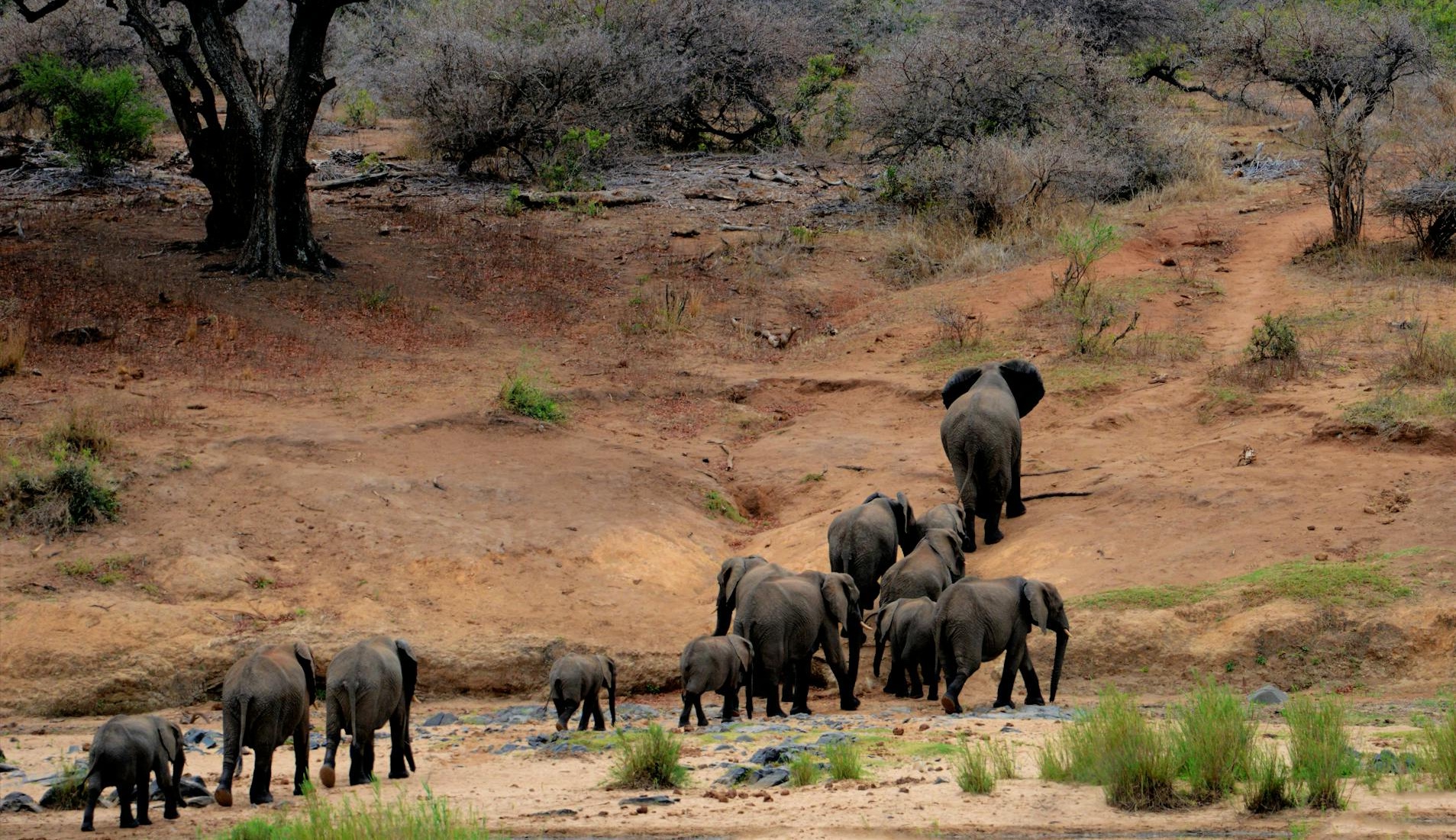 Harmony in Action: 30 Elephants Safely Guided Away from KwaZulu-Natal Community
