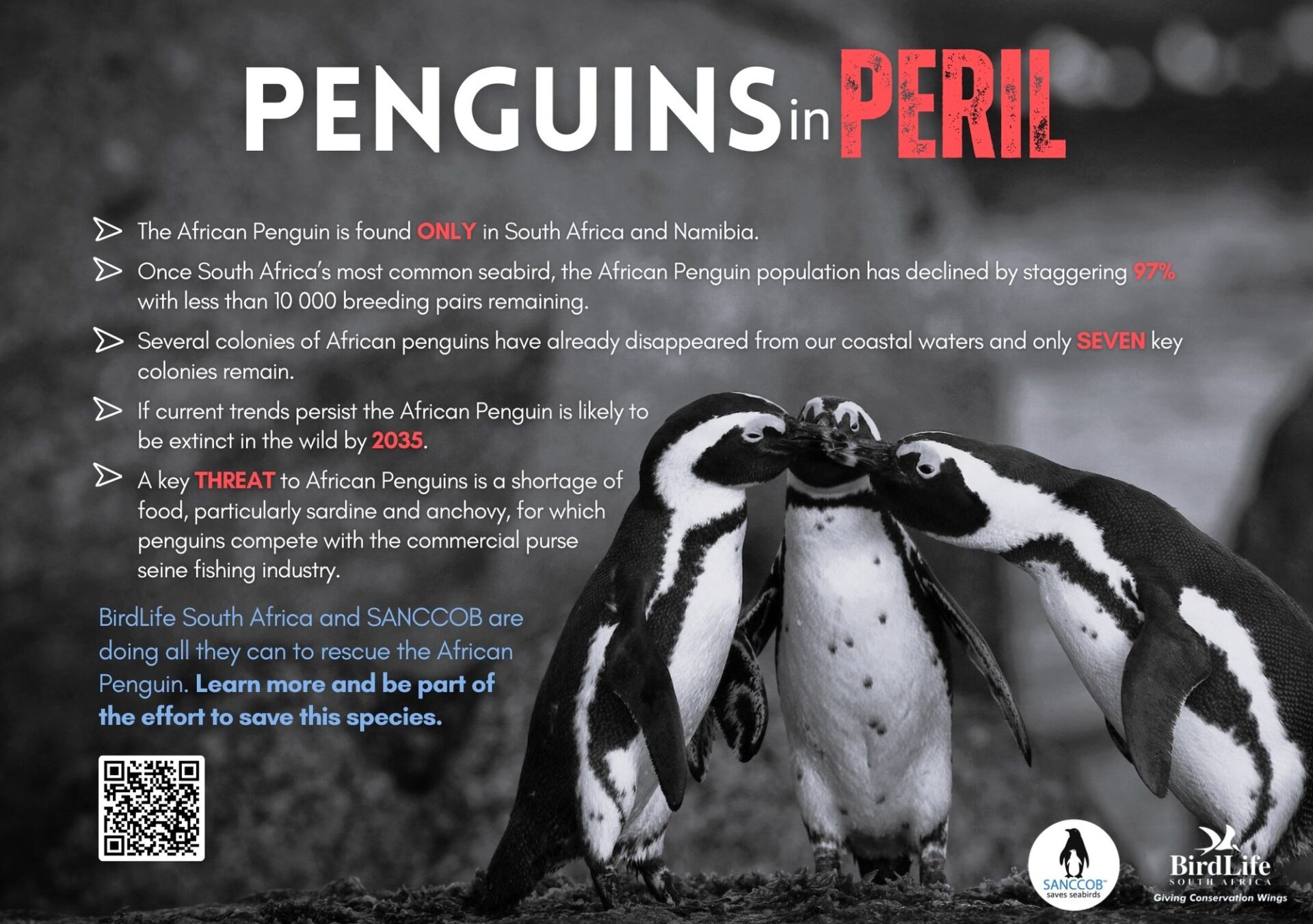Hope for African Penguins: SANCCOB's Lifesaving Work