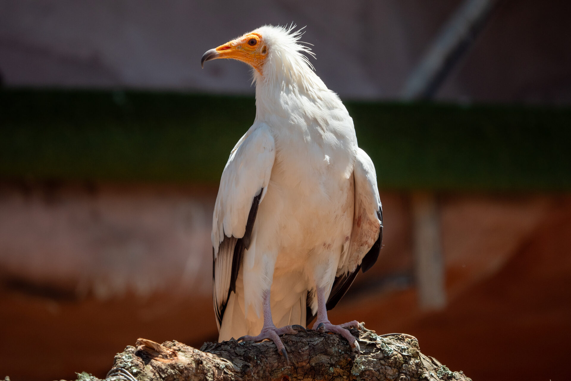 Endangered Egyptian Vultures Return to South Africa in Historic Conservation Milestone
