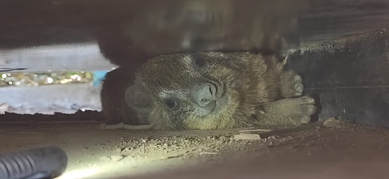 Rock Hyrax