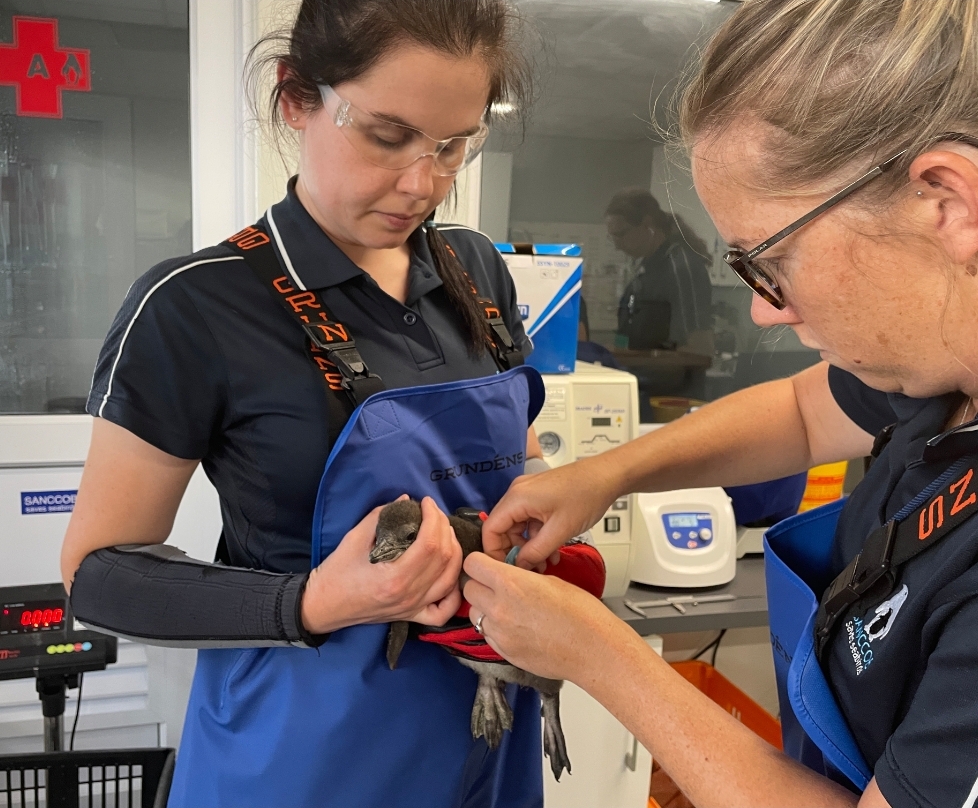 Hope for African Penguins: SANCCOB's Lifesaving Work