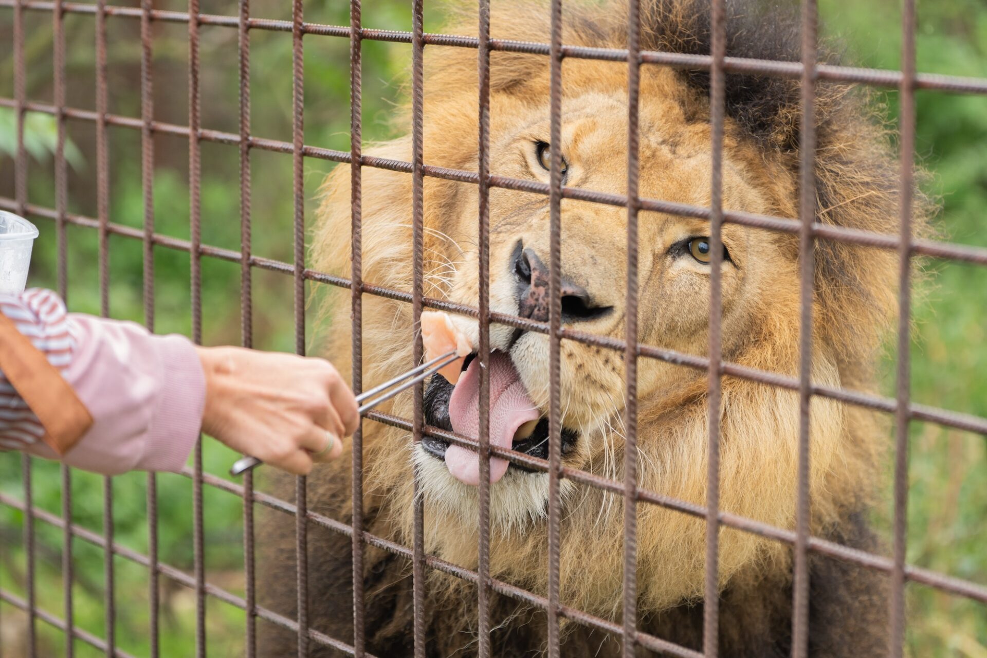 Rescued from Trauma: Diego the Lion Finds Hope and a New Beginning