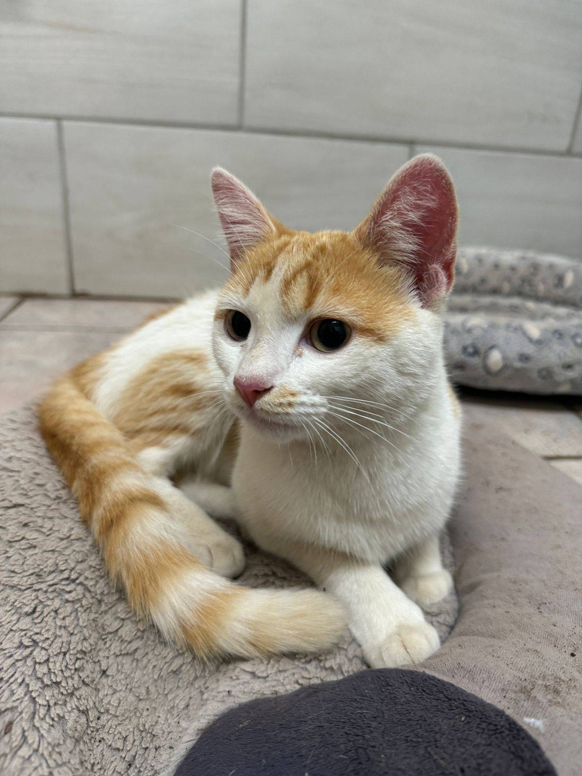 Community’s Christmas Miracle: Kitty Saved After Six Days on Pole