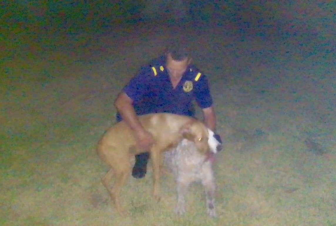 Security Heroes Save Pets from Devastating House Fire