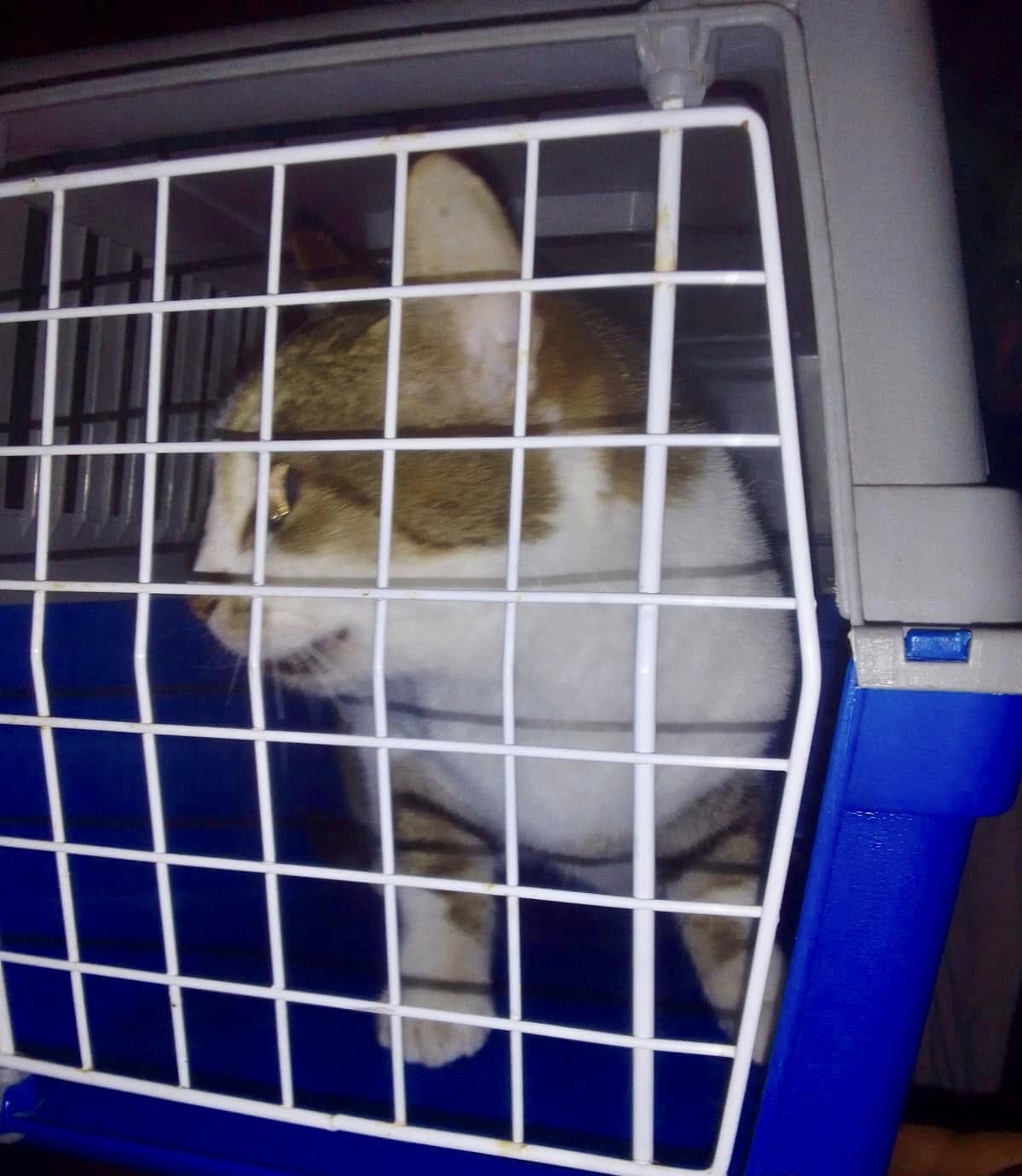 Security Heroes Save Pets from Devastating House Fire