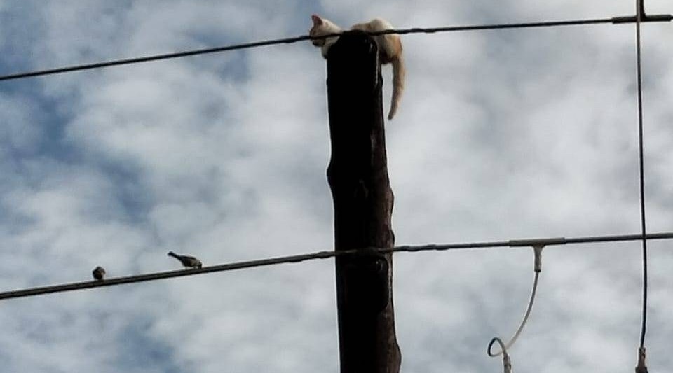 Community’s Christmas Miracle: Kitty Saved After Six Days on Pole