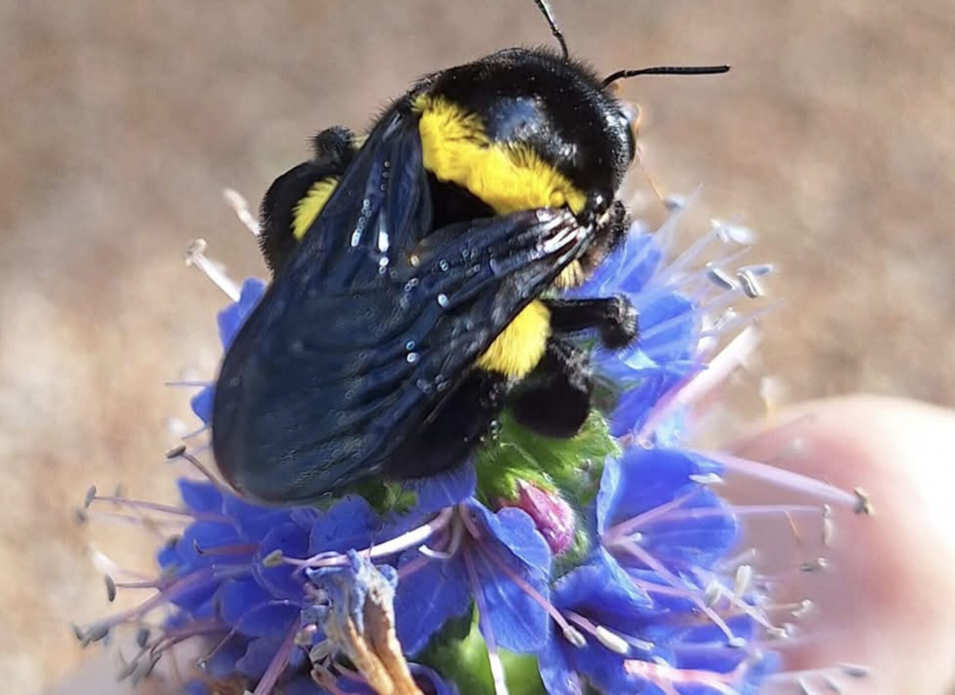 carpenter bee