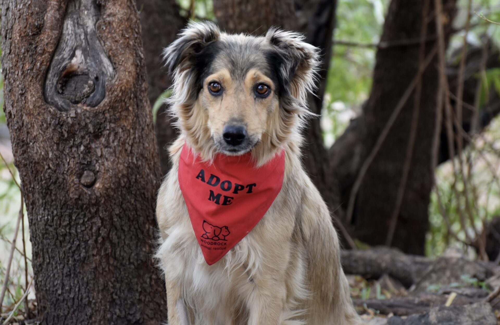 'homes need pets'