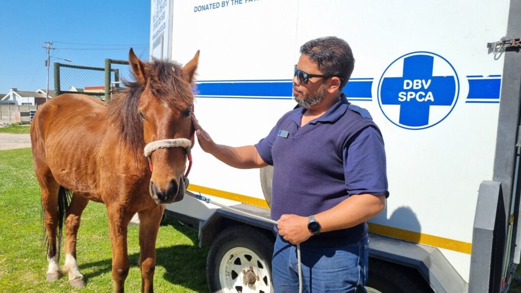 Spca Rescue Operations Heroic Rescue Sees SPCA Save Pony Forced to Pull Car and Passengers