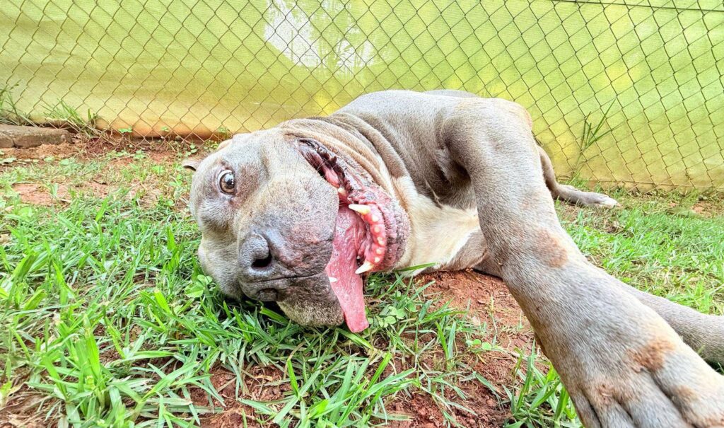 Apollo Lost His Best Friend, Now He’s Searching for a New Home