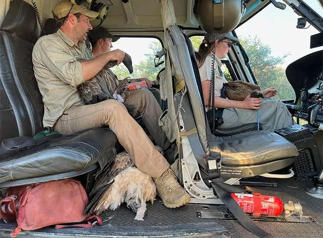 84 Vultures Rescued From Mass Poisoning in the Kruger National Park 