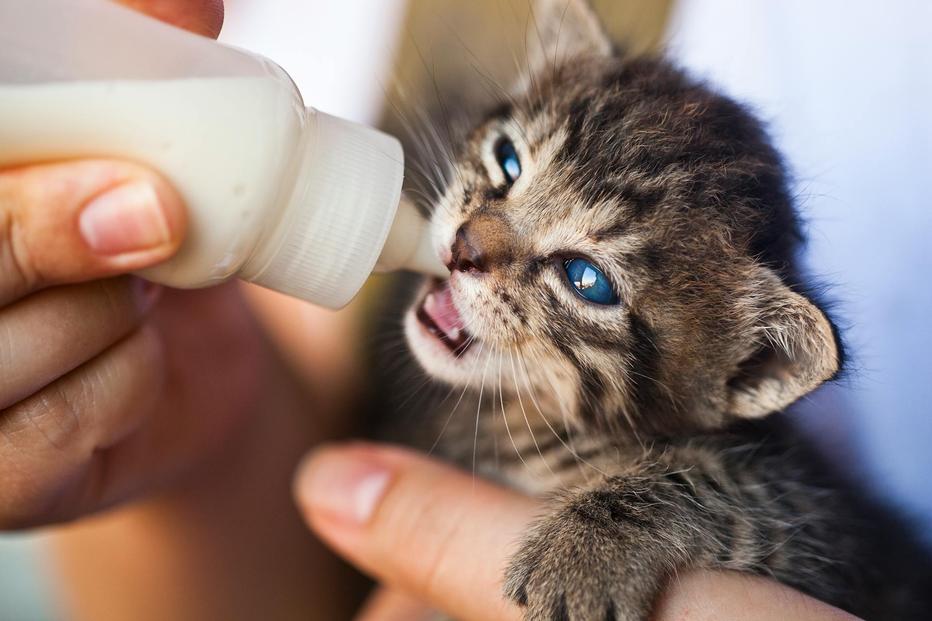 Kitten