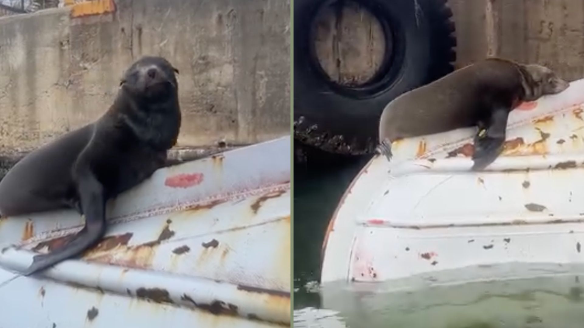 Seal