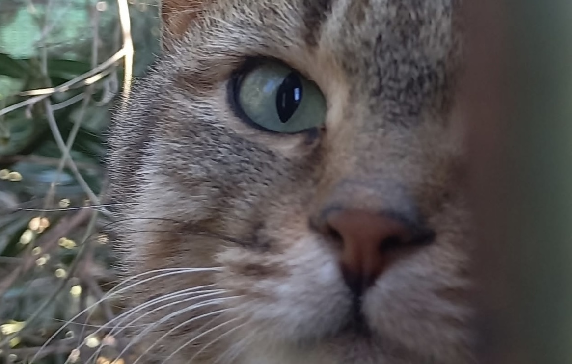African Wildcats