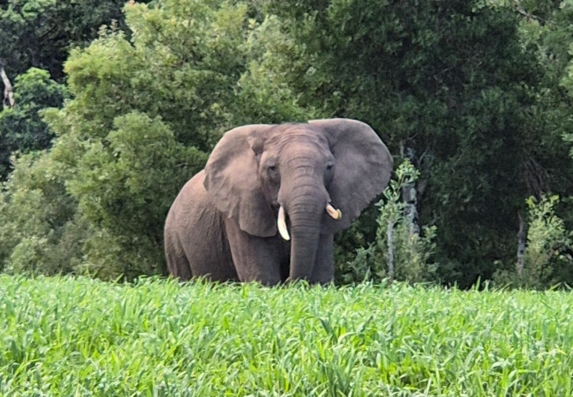 Knysna Elephant