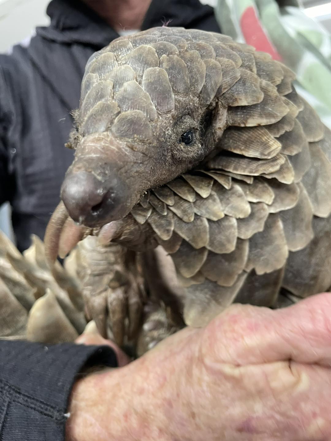A Pangolin Named Shumi... Rescued, Rehabilitated And Refusing to Give Up
