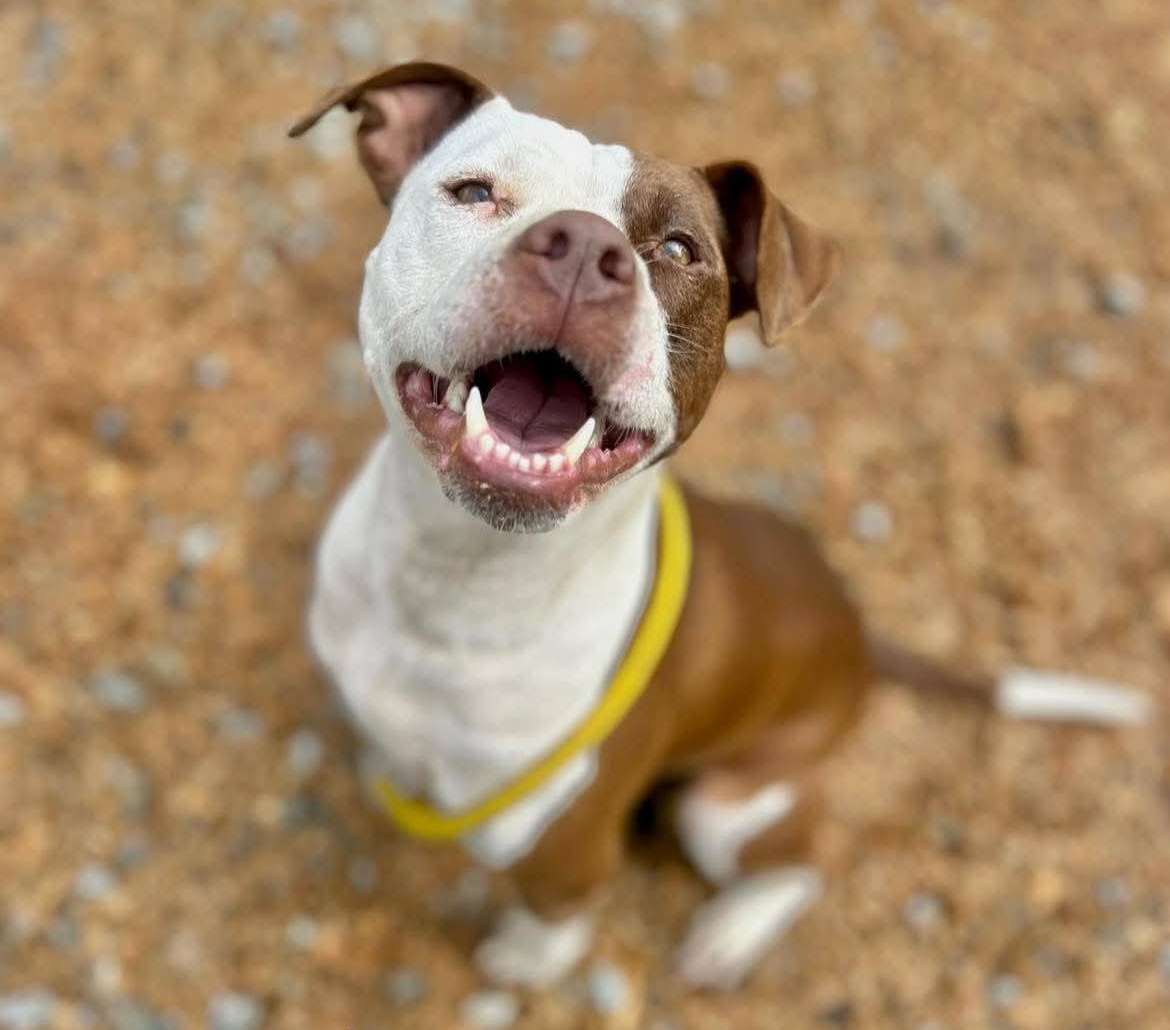 South Africans Fully Fund Pit Bull Sanctuary for the First Time in 7½ Years