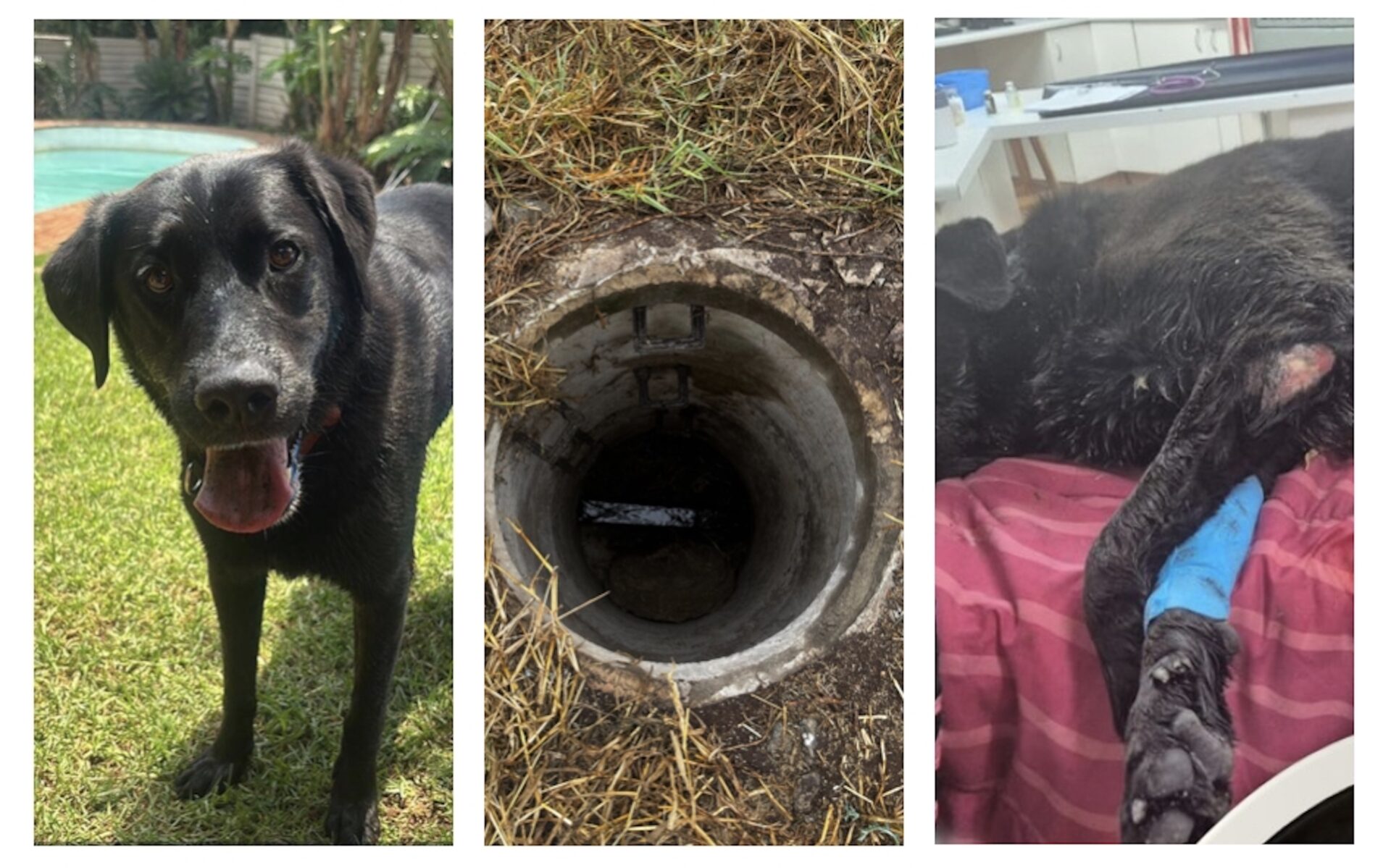 When Archie the black Labrador went missing, his family’s world stopped. For seven long days, they searched everywhere... until hope turned into a miracle.
