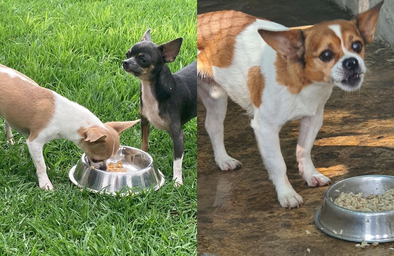 Critter Rescue SA