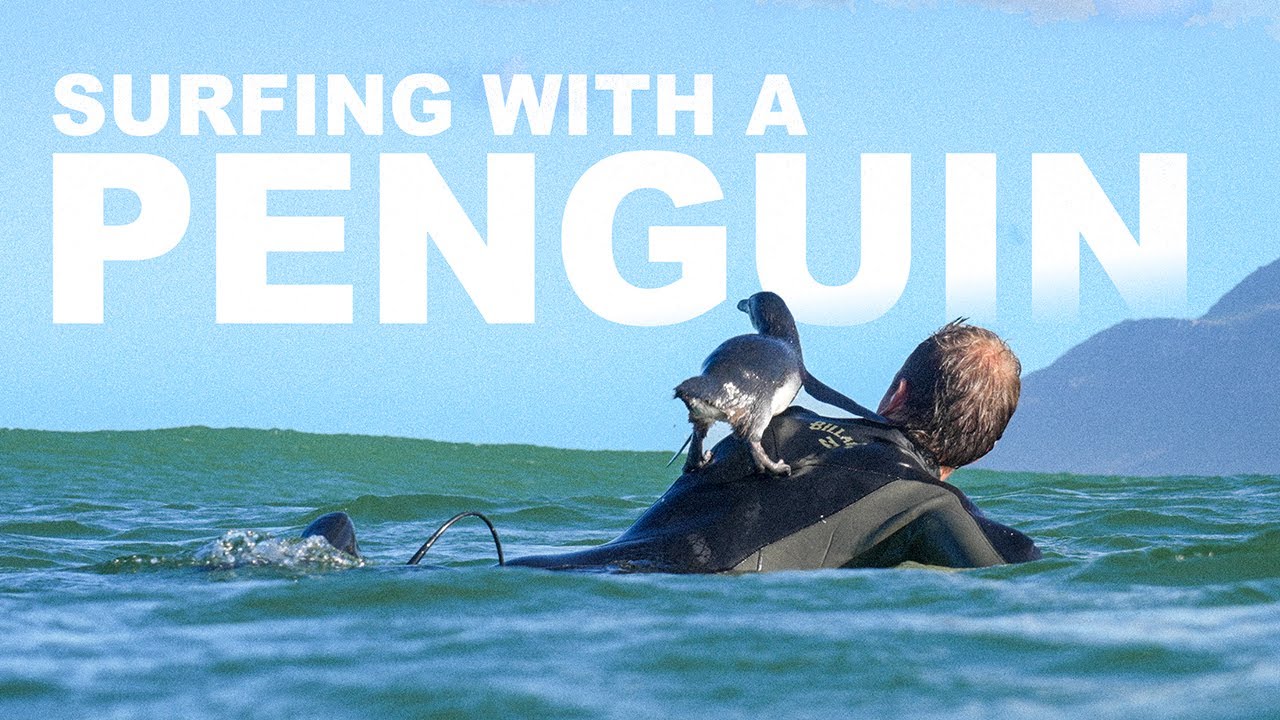 Watch: "Surfing With a Penguin" Video Goes Viral!