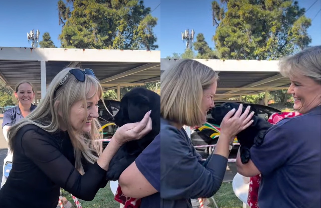 Puppies