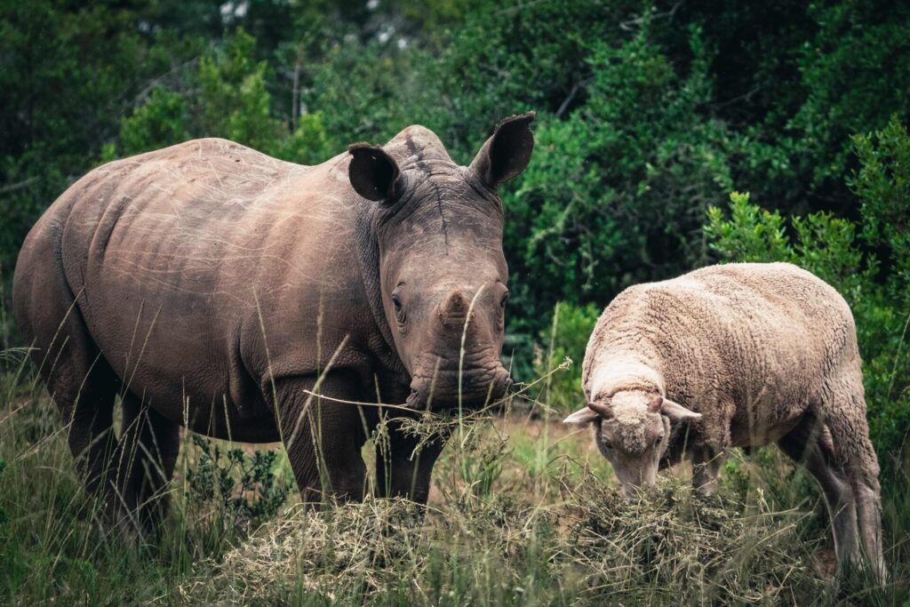 How a Sheep Called Frank and a Rhino Became Best Buds