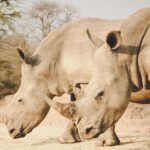 Rhino anti-poaching club
