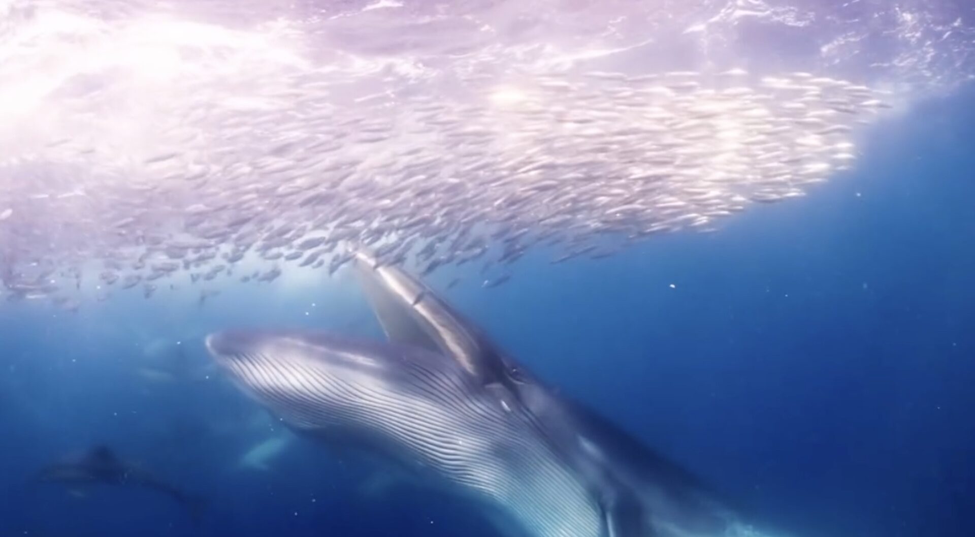 This Sardine Run (And Bryde's Whale) Footage Will Take Your Breath Away