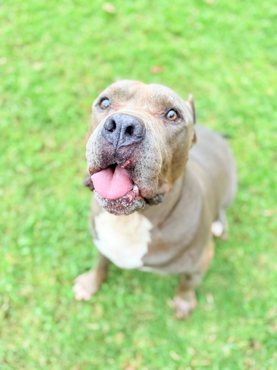 The Dog Who Touched a Community’s Heart Is Still Hoping for a Second Chance